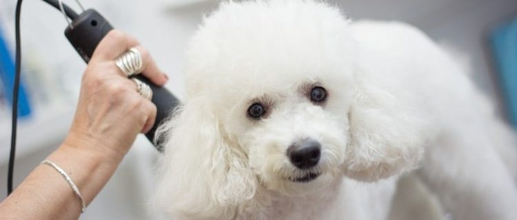 Poodle being groomed with dog clippers
