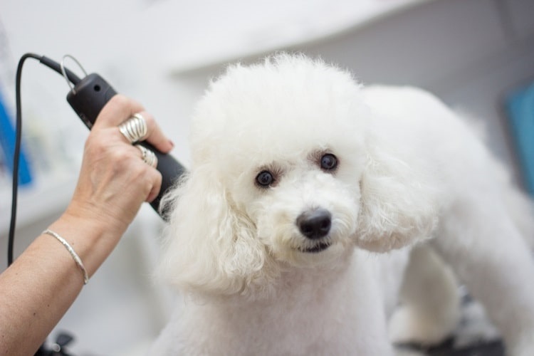 Poodle being groomed with dog clippers