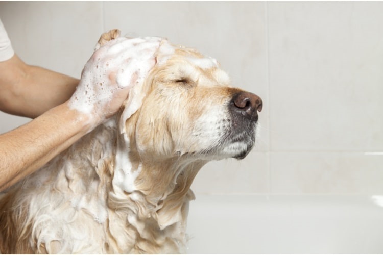Washing a dog with dog shampoo