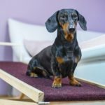 Dachshund on a dog ramp next to a bed