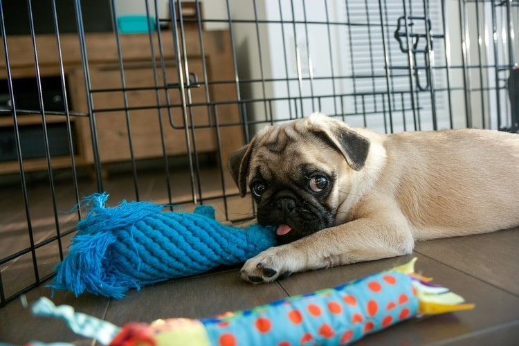 Pug playing with toys in a playpen