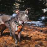 Pitbull wearing a harness outdoors