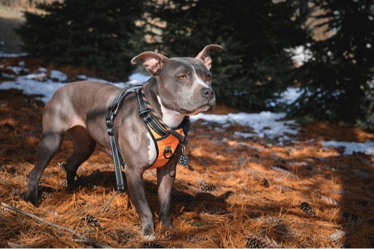 Pitbull wearing a harness outdoors