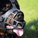 Rottweiler wearing a muzzle and panting