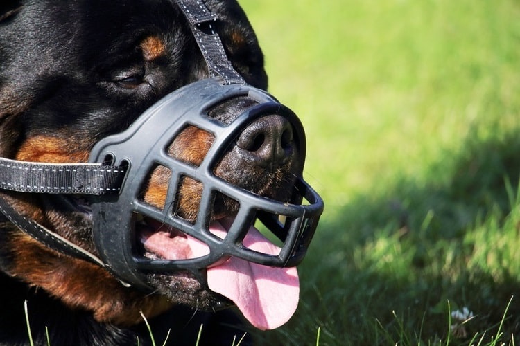 Rottweiler wearing a muzzle and panting
