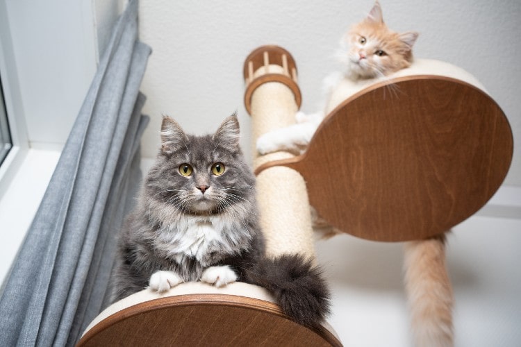 Cats in a Cat Tree