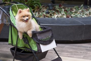 Dog in Stroller