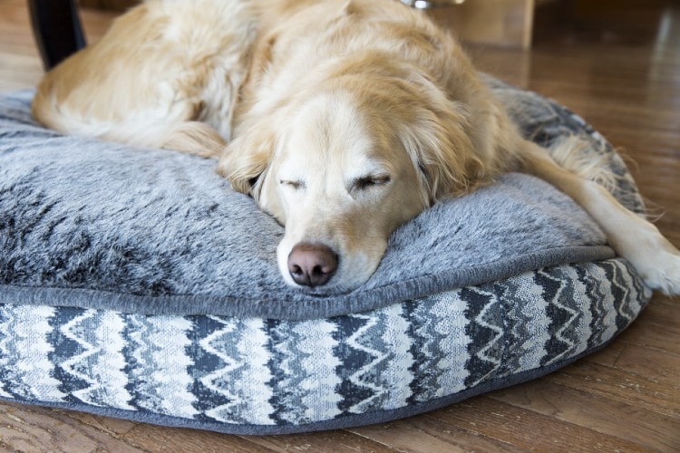 Golden Retriever Dog Bed