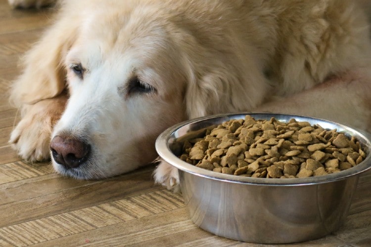 Sad dog and food bowl