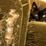 Scratched Armchair and Cat