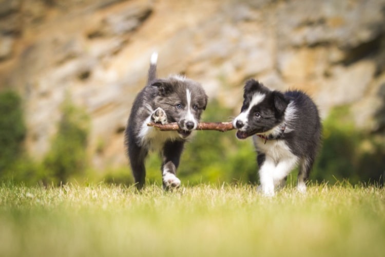 Puppies playing with a stick outdoors