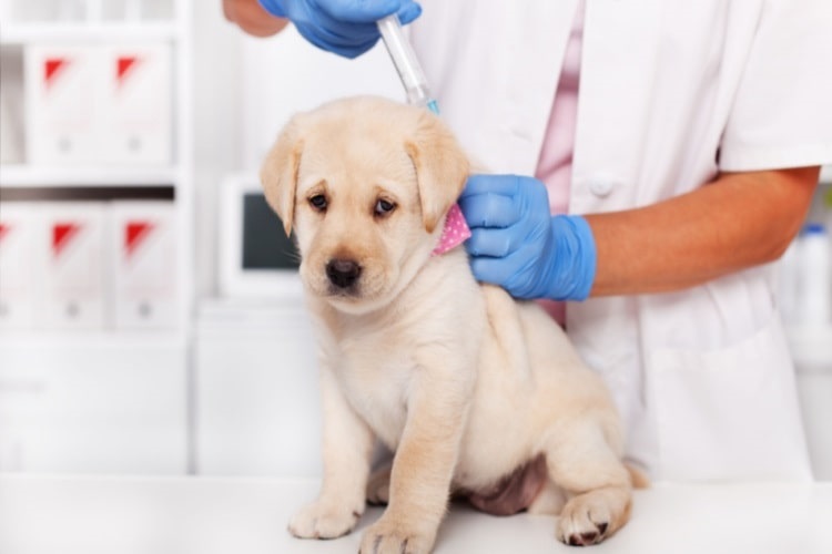Puppy receiving parvovirus vaccination at the vet