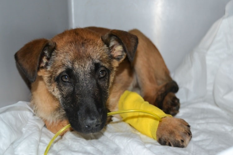 Puppy receiving IV treatment for parvo